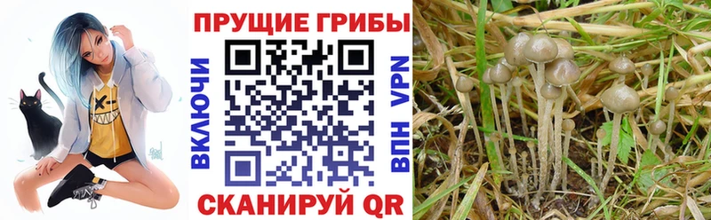 Галлюциногенные грибы Psilocybe  MEGA ССЫЛКА  Починок 
